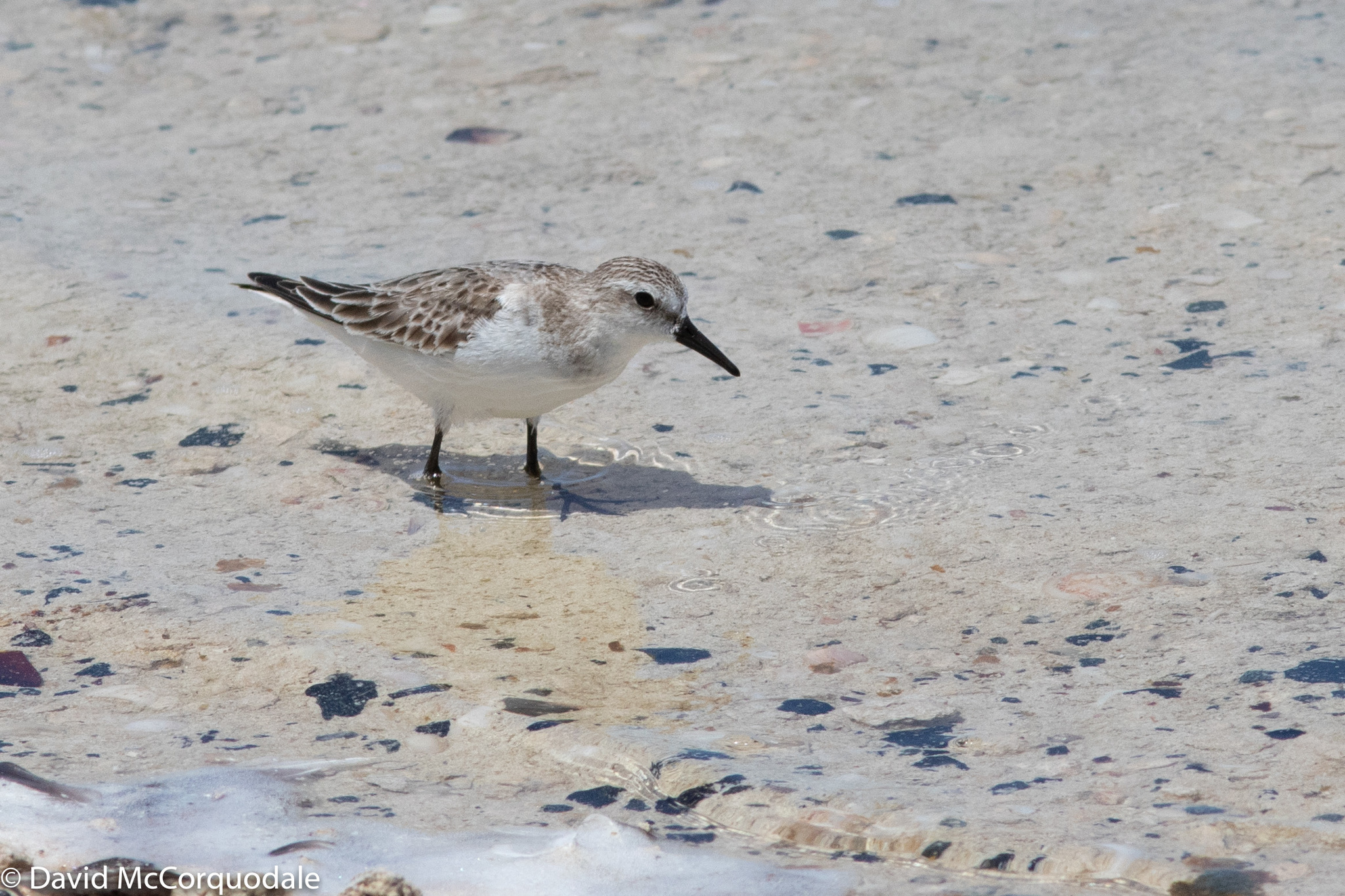Red-necked Stint