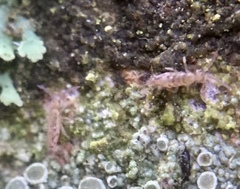 Entomobrya intermedia