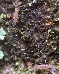 Entomobrya intermedia