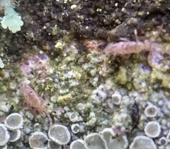 Entomobrya intermedia