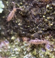 Entomobrya intermedia
