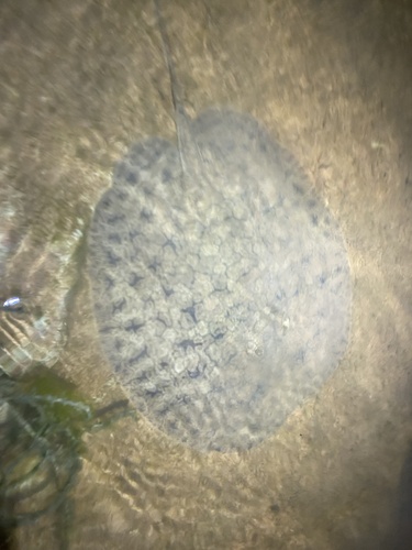 Discus ray (Paratrygon aiereba) — Potamotrygonidae