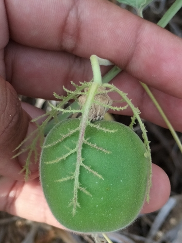 Image of Passiflora arida by no rights reserved