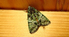 Polyphaenis sericata