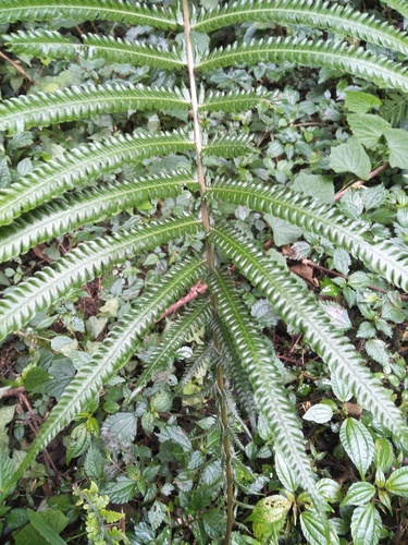 Thelypteris esquirolii iNat (2)