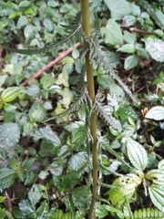 Pseudocyclosorus esquirolii