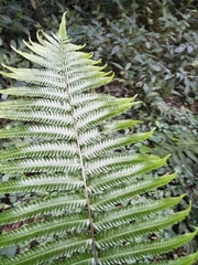 Pseudocyclosorus esquirolii
