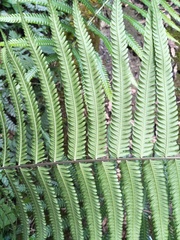 Pseudocyclosorus esquirolii