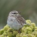 Auckland Island Pipit - Photo (c) Alex Fergus, some rights reserved (CC BY-NC), uploaded by Alex Fergus