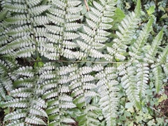 Diplazium kawakamii