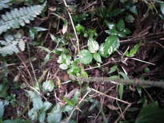 Diplazium kawakamii