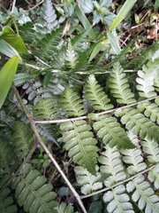 Diplazium kawakamii