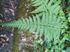 Pseudophegopteris hirtirachis