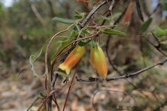 Marianthus bignoniaceus