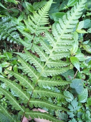 Pseudophegopteris hirtirachis