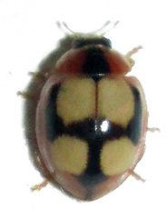 Coccidulinae