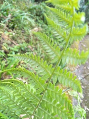 Pteridium revolutum