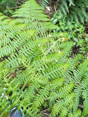 Pteridium revolutum