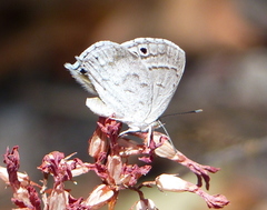 Leptomyrina hirundo