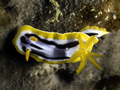 Streaked Chromodoris