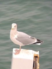 Larus argentatus argentatus