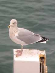 Larus argentatus argentatus