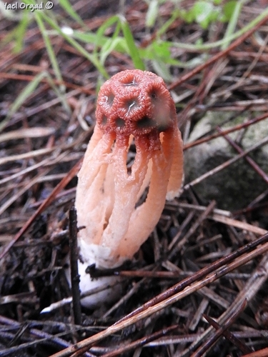 Colus hirudinosus image