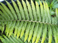 Pseudocyclosorus esquirolii