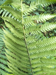 Pseudocyclosorus esquirolii