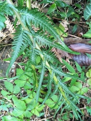 Pseudocyclosorus esquirolii