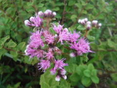 Vernonia saepium