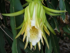 Selenicereus undatus
