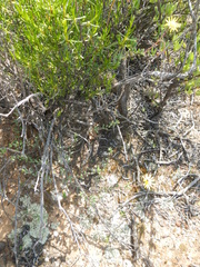 Othonninae