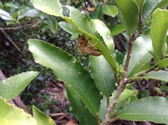 Amphipsalta cingulata