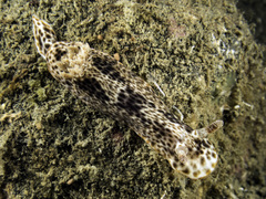 Chromodoris mandapamensis