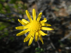 Othonninae