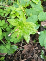 Epilobium amurense