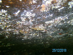 Bovichtus angustifrons
