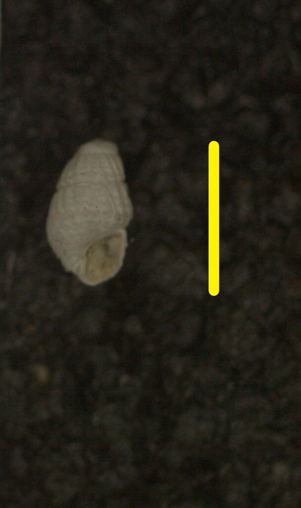 Fargoa dianthophila