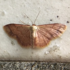 Idaea impexa