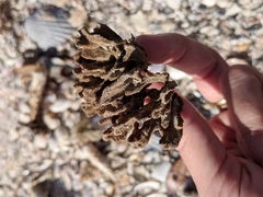 Clathria foliacea