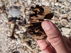 Clathria foliacea