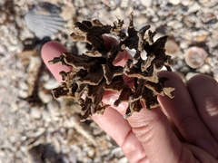 Clathria foliacea