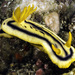 Josh's Chromodoris - Photo (c) jim-anderson, some rights reserved (CC BY-NC), uploaded by jim-anderson
