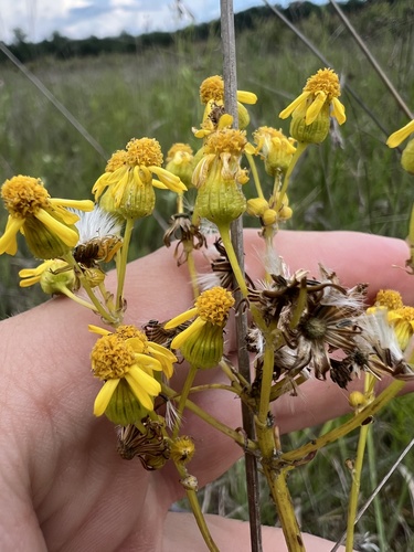 Crawford's ragwort (Packera crawfordii)