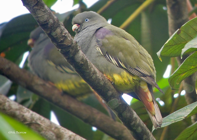 Sao Tome Green-Pigeon (Treron sanctithomae) photo