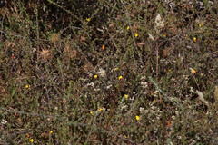 Aspalathus retroflexa bicolor