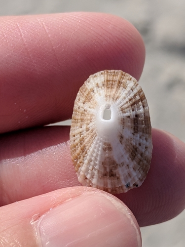 Cayenne Keyhole Limpet