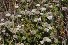 Metalasia pulchella