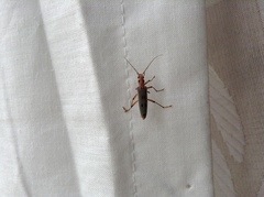 Parisopalpus nigronotatus